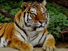 Рік тигра