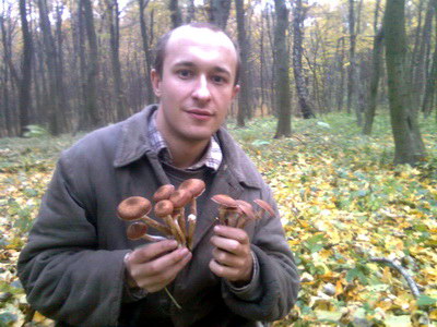 Воробус збирає гриби