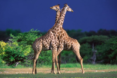 Жирафа-кохання