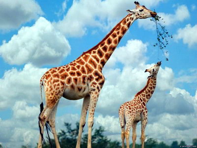 Жирафа-сім'я