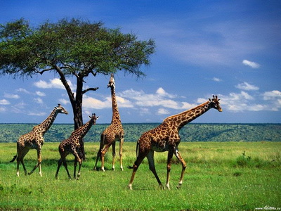 Жирафа-party