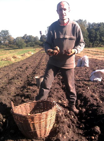 Воробус копає картоплю