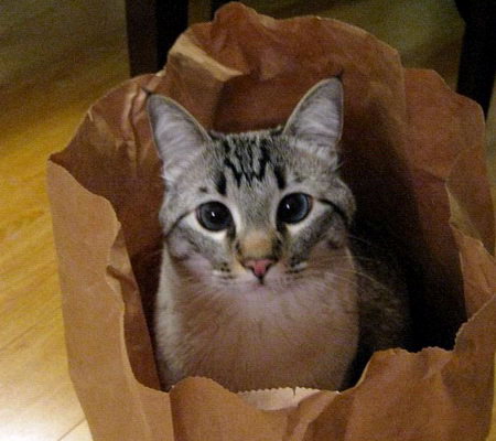 http://vorobus.com/wp-content/uploads/2012/11/cat-in-bag.jpg