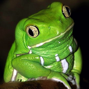 зелена жаба