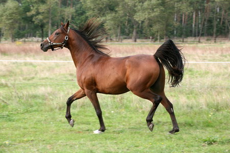 Кінь чи кунь?