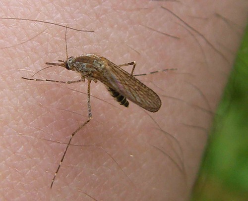 Методи боротьби з комарами