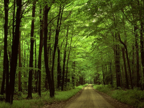 Дорога в лісі