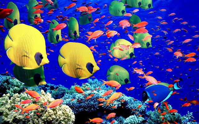 риби Червоного моря
