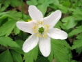 біла квітка