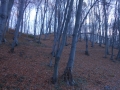 Винниківський ліс