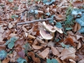 Залишки грибів