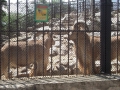 Миколаївський зоопарк