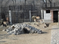 Харківський зоопарк