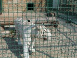 Зоопарк в Меденичах