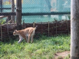 Зоопарк в Меденичах