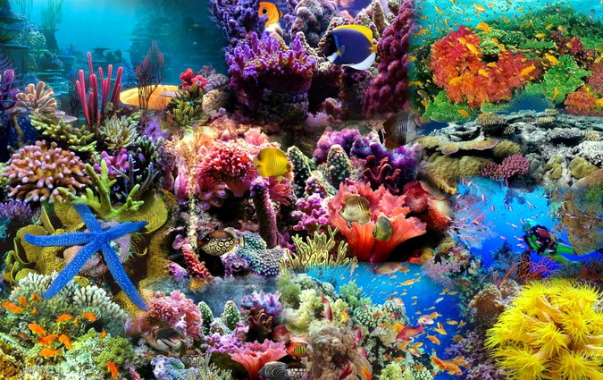 кораловий риф