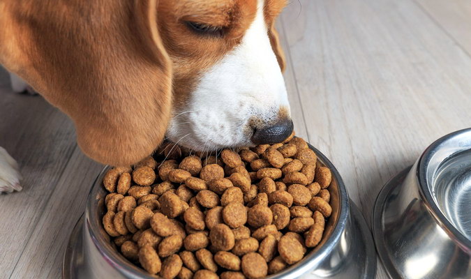 Огляд кормів і смаколиків для собак