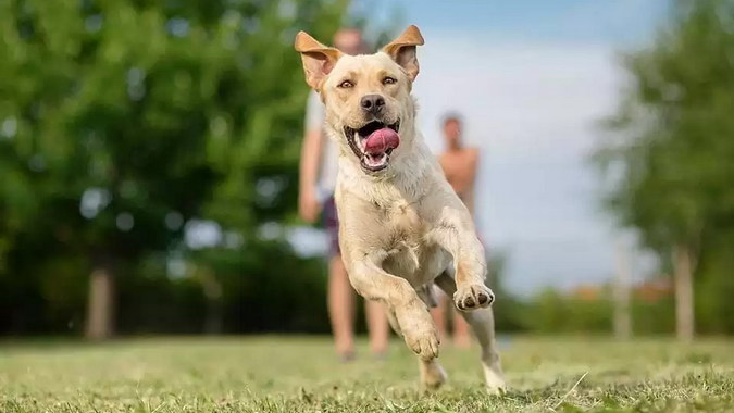 здоровий собака